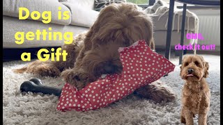 Dog is opening his gift!