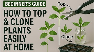 ✅️Beginner Guide: How To Top & Clone Cannabis Plants Easy