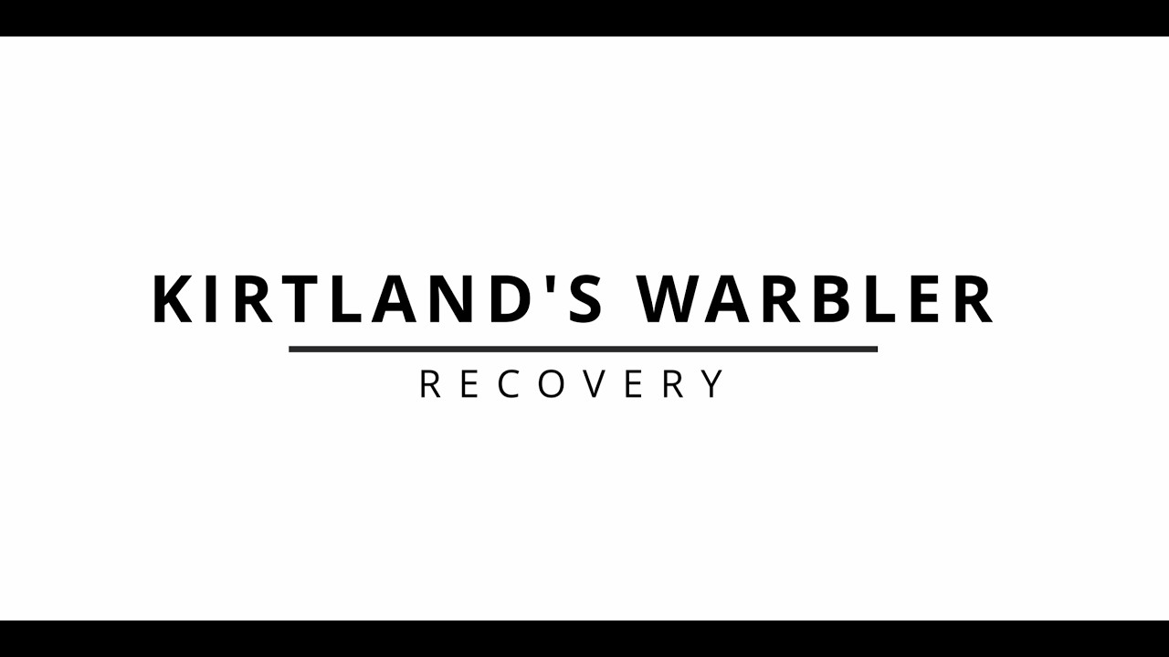 Ontario Kirtland's Warbler Recovery