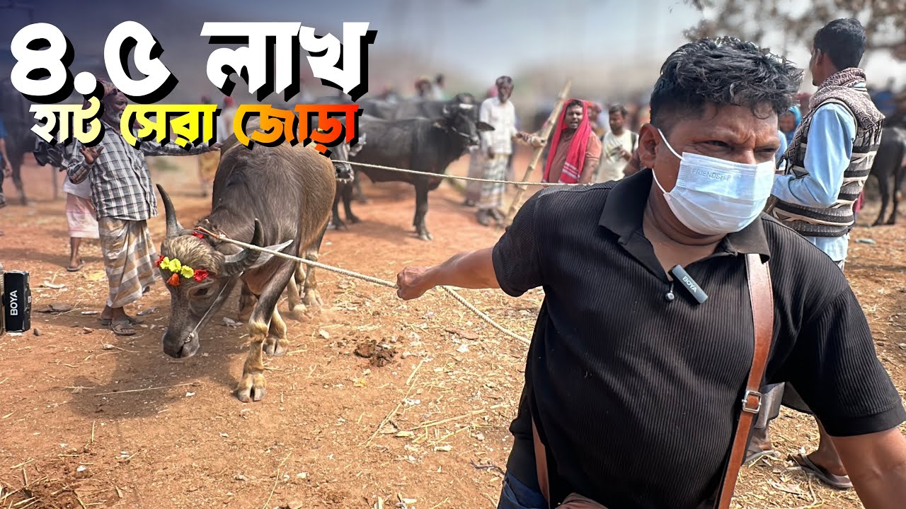 রাজশাহী সিটি হাট কাঁপালেন আকরাম ভাই! 🔥 মালা পরানো জোড়া মহিষের বড় ডিল | Bangladesh Livestock Market