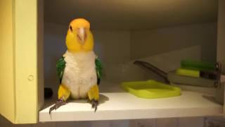 Kayo being a happy Caique