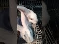 صلي وسلم على سيدنا محمد قول ماشاءالله ارانب الخواجة Rabbit اكسبلور أرانب Bunny صلي وسلم على سيدنا محمد قول ماشاءالله ارانب الخواجة Rabbit اكسبلور أرانب Bunny