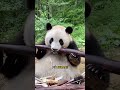 Perché i PANDA fanno così fatica a SOPRAVVIVERE?