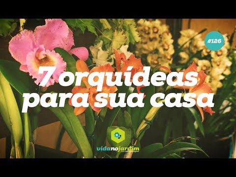 Vídeo: Como transplantar uma orquídea em casa: características e recomendações