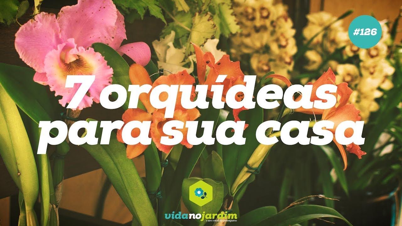 7 orquídeas para cultivar em casa
