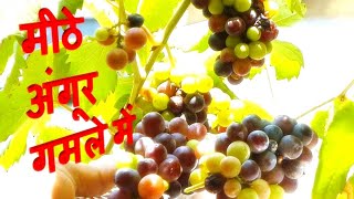 Angoor khatte hai? Angoor Mithe Kare 2 Steps Me - Bina Chemical Ke Thumb