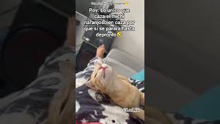 Pov: Lo unico que caza el michi naranjoso si se parara hasta depronto🤣#fyp #short #viral #music