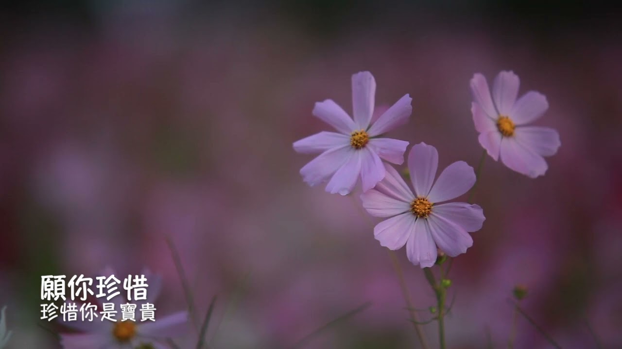 在我眼裡你是寶貴