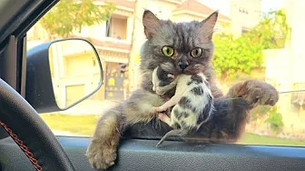 She stole the neighbor's kittens-what happened next will surprise you!