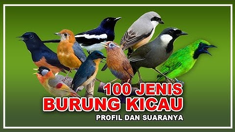 100 JENIS BURUNG YANG POPULER DI INDONESIA, BESERTA SUARANYA