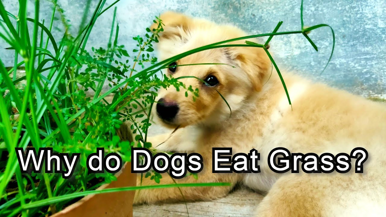 Dogs eat перевод на русский. Why do Cats eat grass.