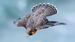 The peregrine falcon is the fastest bird and the fastest creature in the world | Peregrine sound by WorldFlora 63 views 1 year ago 11 minutes, 57 seconds