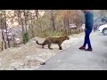 人間に助けを求めた動物たち!40選