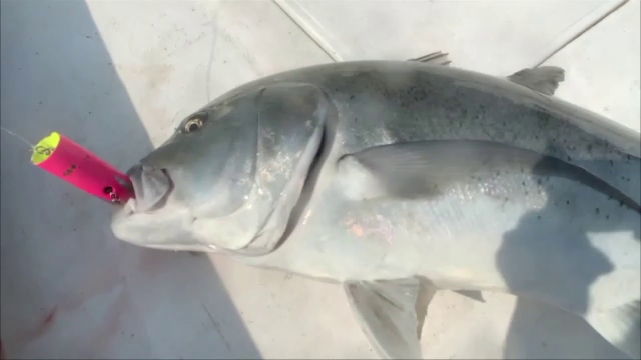 GT Fishing in Oman YouTube