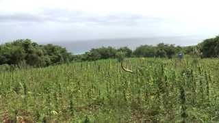 Jamaica Day 3 Ganja Field and Bubblehash Session