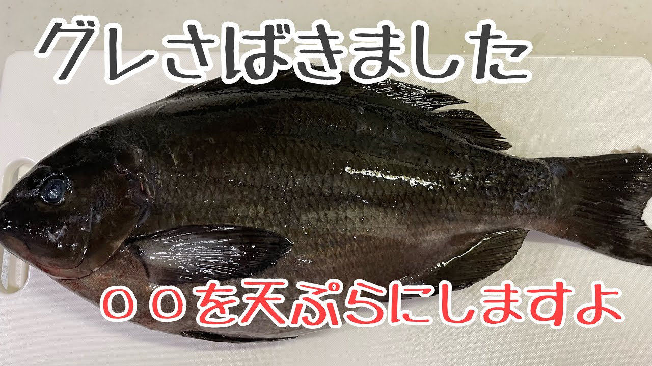 今回は友達にもらったグレを捌きます YouTube