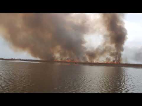 18 04 24 г Горит камыш Берёзовский залив