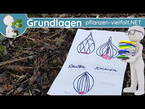 Video: Schalenzwiebeln ernten: Wie und wann man Schalotten erntet