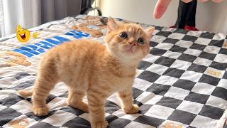 Funniest Cat Videos 😹The Most Dramatic Cats You’ll Ever See #7 screenshot 1