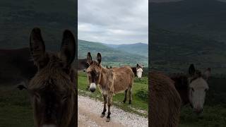 VIAJANDO por la MONTAÑA en Cantabria #travel #montaña #paisajes #burros #viajar #animales #shorts