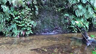 Fern Waterfall #2 @ Prairie Creek Redwoods - Hike #371: Fern Canyon