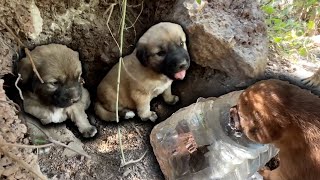 Yavru Köpekler Annelerinin Hazırladığı Yerde Serinliyor