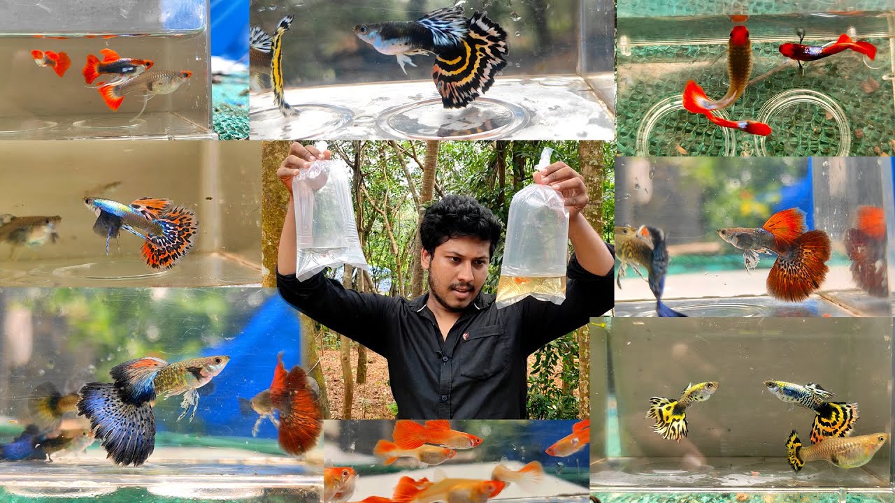 Oyoor guppy farm part 2 #kollam farm #guppy farm
