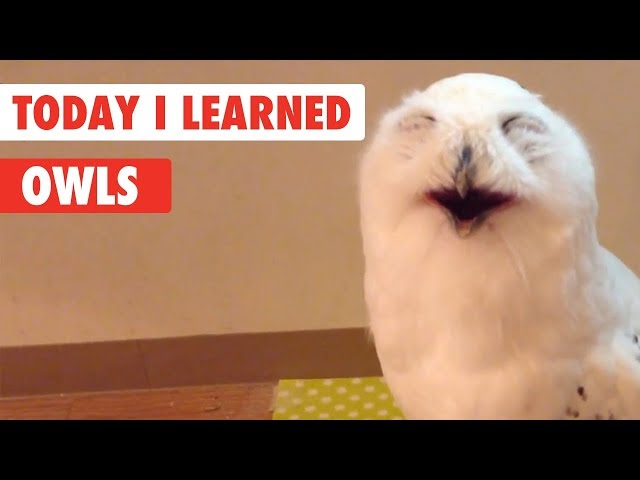 Today I Learned | Owls Facts