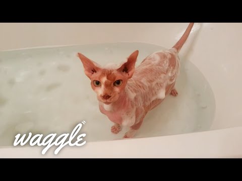 hairless-cats-|-cute-cat-compilation