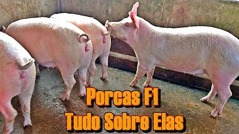 O que são porcos F1?