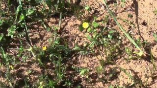 FOURMIS D'ARGENTINE FILMEES A CARGESE LE 22 MARS 2011