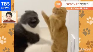 止まらぬ“ちょっかい”ネコパンチに応戦！？【Nスタ】