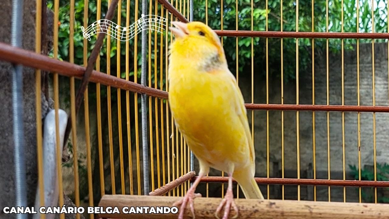 Canário Belga Cantando - Canto de Canário Belga para ENSINAR FILHOTES ...