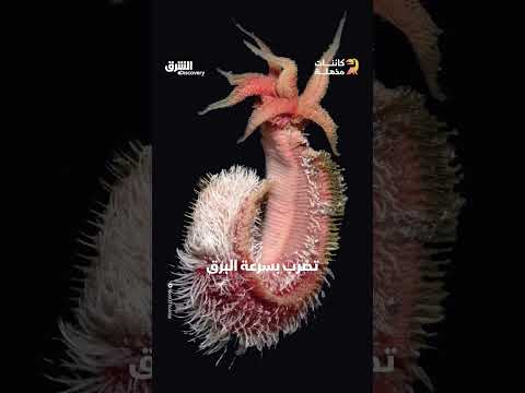 دودة البومبي