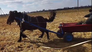 Horse training/ride in the cart/ОБУЧЕНИЕ ЛОШАДИ/ЗАЕЗДКА В ТЕЛЕГУ
