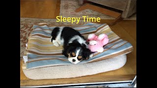 Cute puppy sleepy time by Isabelle The Cavalier 3,312 views 1 year ago 1 minute, 7 seconds