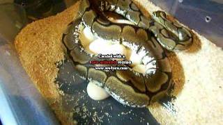 Celebrity Clutch#1.avi Wealth