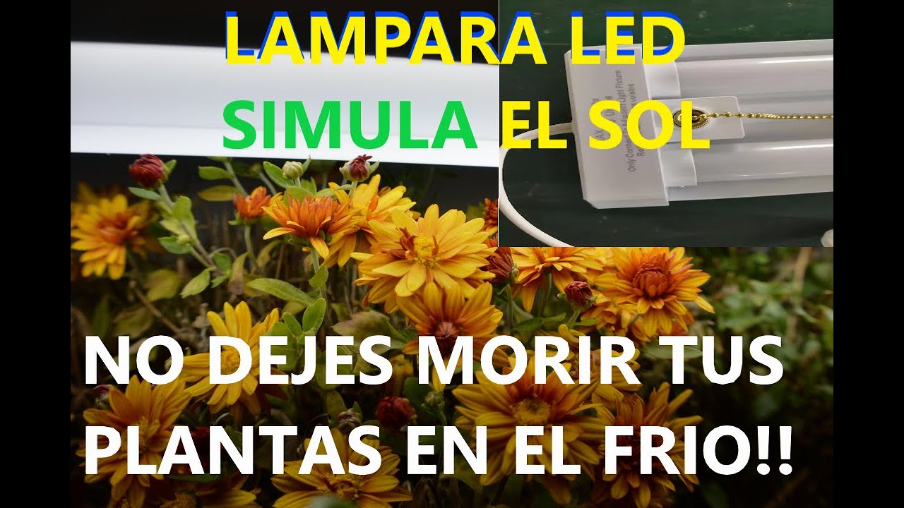 Luz para plantas dentro de casa - Lampara 