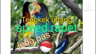 Masteran tengkek udang jernih jeda pas