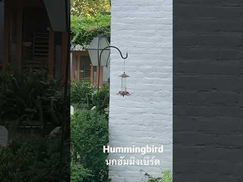 Hummingbirdนกฮัมมิงเบิร์ด เททิ้ง😜🤣