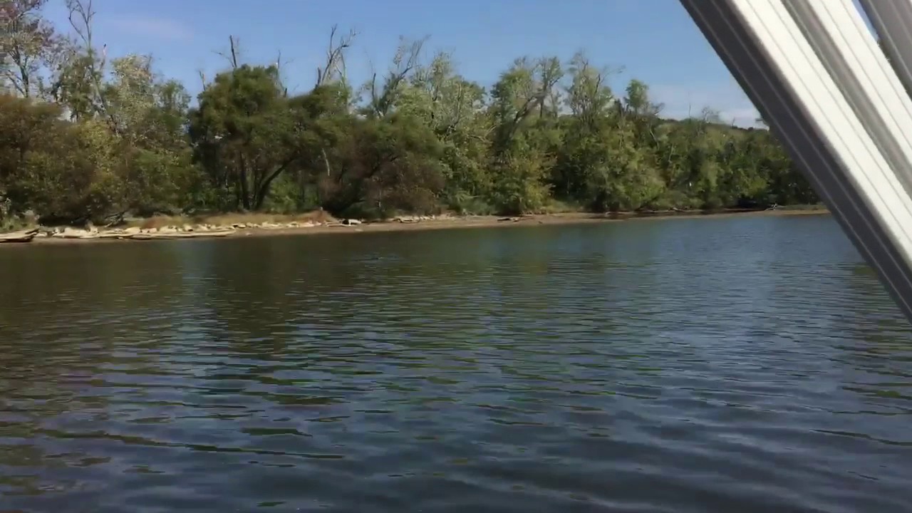 White Bass Fishing Elk River / Wheeler Lake Athens, AL YouTube