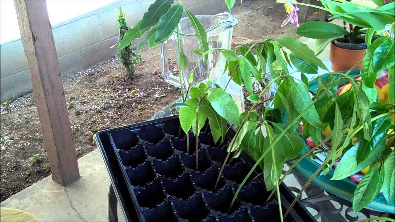 Avocado Tree Limb Rooting