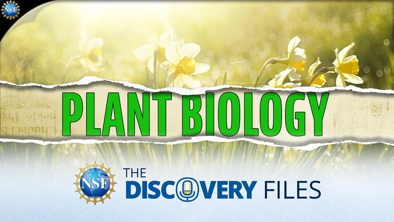 How do plants reflect light? plants YouTube