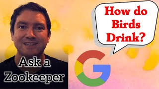How do Birds Drink? - Ask A Zookeeper 2