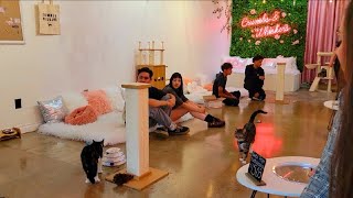 Crumbs and Whiskers Kitten and Cat Cafe in Los Angeles California #kitten #cat #cafe #LA
