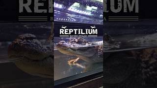 Рептилиум 2026 СПб #рептилиум #рептилиум2026