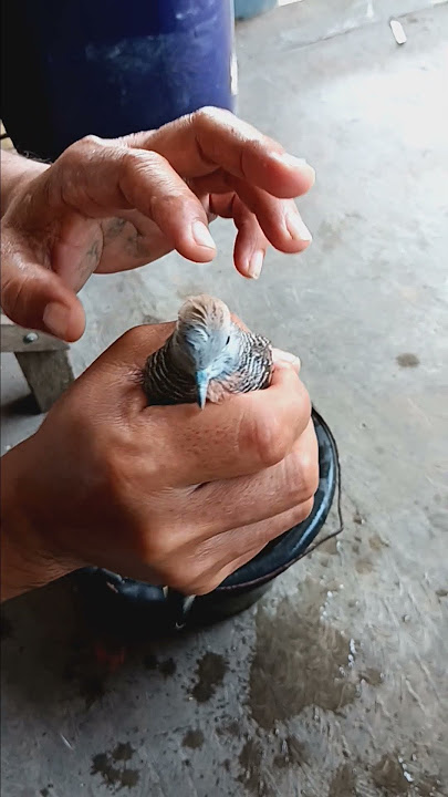ada jambul nya