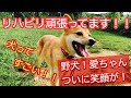【保健所から来た野犬が心開くまで】〜愛ちゃん②〜
