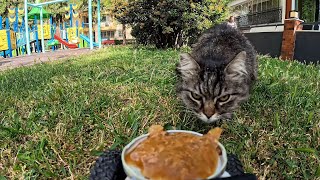 FEED THE CAT 🐈 4K / ASMR