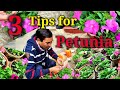 Follow 3 tips for Enormous Blooming in Petunia